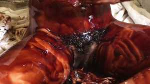 chocolate-muff-in-creamed-dripping-fan_1