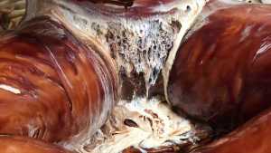 chocolate-muff-in-creamed-dripping-fan_1