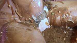 horrendous-disgusting-45-minute-food-gu_