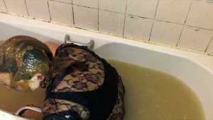 omg-sexy-gothic-girl-gunged-in-custard-a